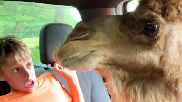 Als dieren in de aanval gaan: de compilatie