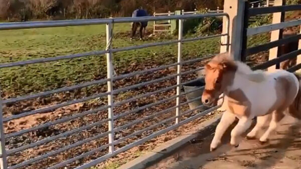 Deze pony rent nog steeds op zijn zomerbanden rond