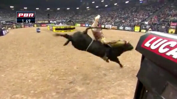 Rodeorijder wordt door een stier als een lappenpop de lucht in gegooid