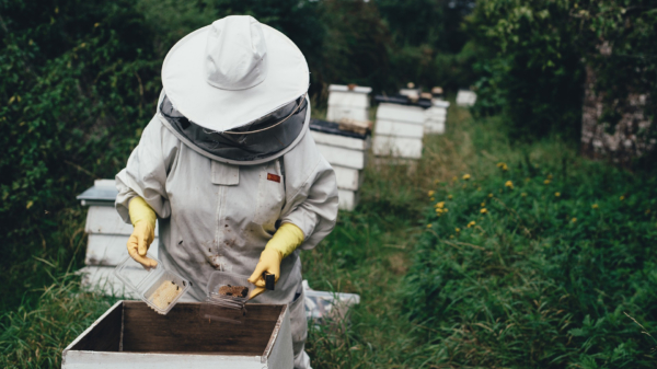 Superhandig: voor Chinese honing heb je helemaal geen bijen nodig