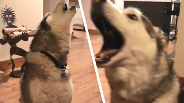 Viervoeter treft maatregelen tegen asociale herrieschoppers