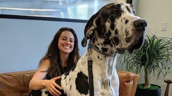 NONDEDJU: das potverdomme een grote hond