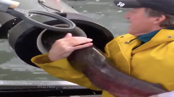 Met scherp schieten kan tegenwoordig ook met vissen