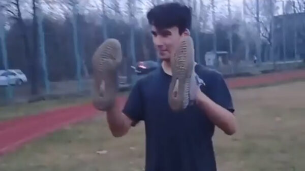 Meest pijnlijke schorpioen die we ooit hebben gezien