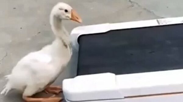 Eend traint om de opvolger van Michael Jackson te worden