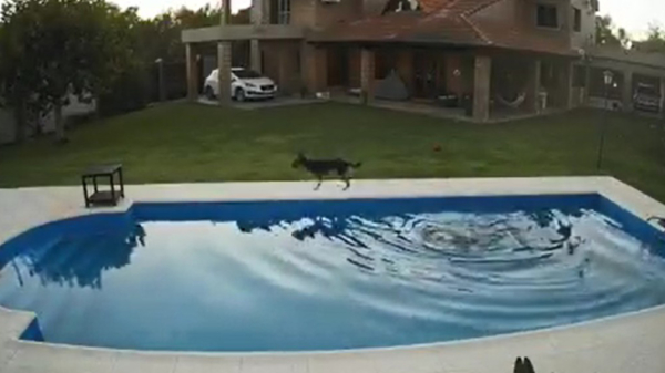Hond redt zijn 14-jarige blinde makker die in een zwembad valt