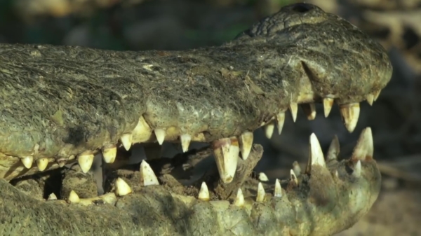 Krokodillenmoeder vervoert haar kroost in haar enorme bek