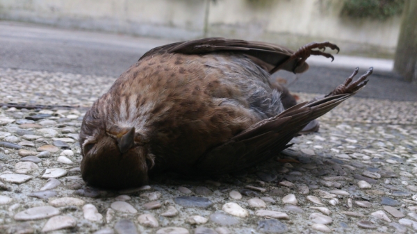 Honderden vogels liggen in Rome kassiewijle op straat door afsteken van vuurwerk