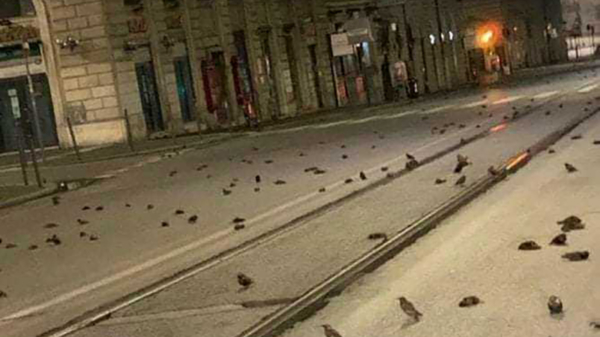 Honderden vogels liggen in Rome kassiewijle op straat door afsteken van vuurwerk
