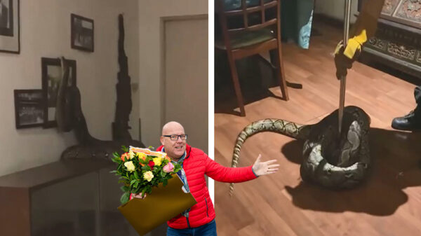 Goeeeeedenavond. Gigantische python valt door plafond en sloopt huis