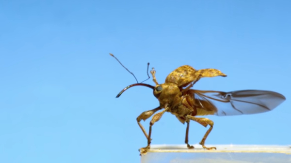 Opstijgende insecten in superslowmotion zien er gewoon superindrukwekkend uit