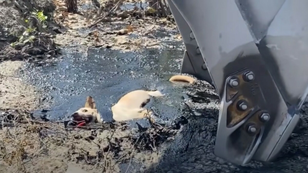 Zwerfhond in nood wordt uit gesmolten rubber getrokken door een graafmachine