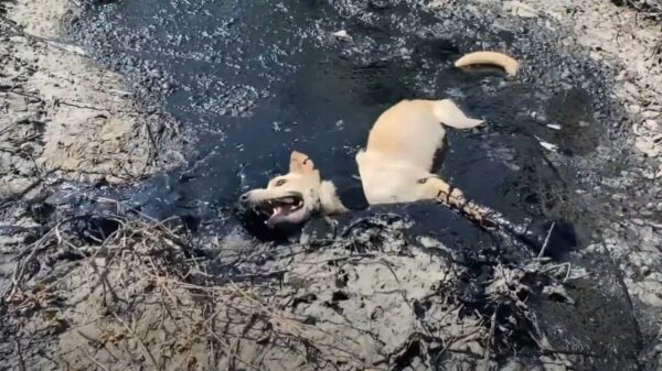 Zwerfhond in nood wordt uit gesmolten rubber getrokken door een graafmachine
