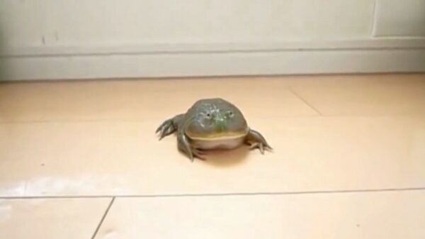 Deze pad is overduidelijk de idioot van de week