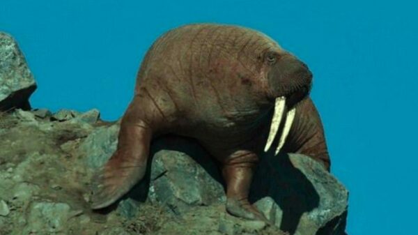 Netflix-kijkers enorm over hun emo-toeren door scène in nieuwe docu 'Our Planet'