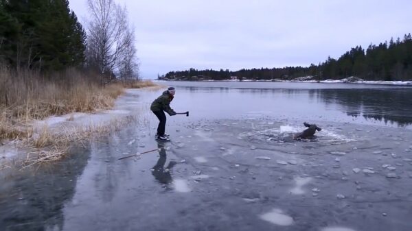 Oude doos: Zweedse schååtsers redden eland uit het ijs