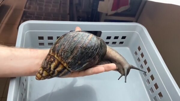 Alles is een huisdier: de gigantische West-Afrikaanse slak is prima af te richten