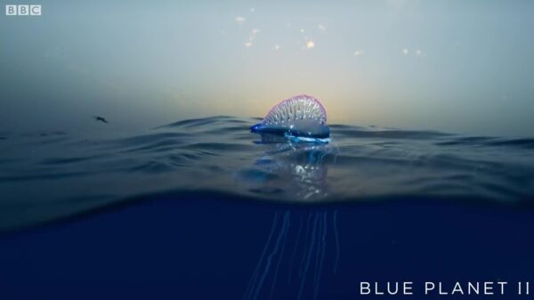 Na het zien van het Portugees Oorlogsschip ga je nooit meer de zee in