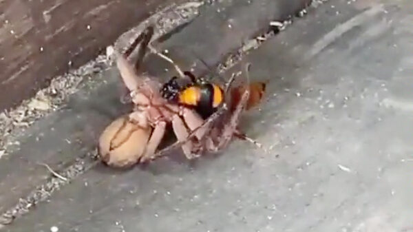 Ondertussen in Australië deel 39948