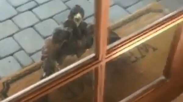 Er zijn van die dagen waarop je gewoon beter binnen kunt blijven