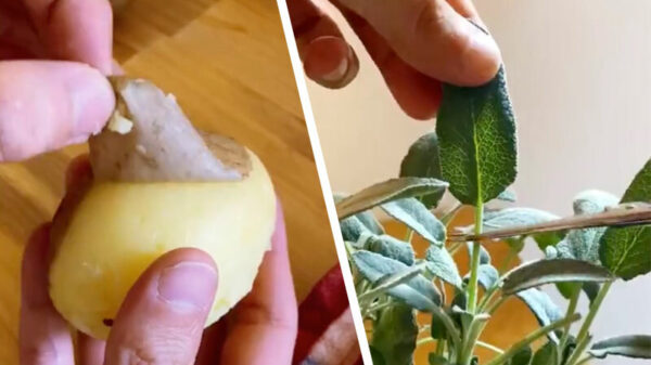 Het bewijs dat de pasta van je moeder niet altijd het lekkerst is