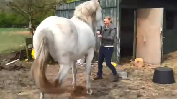 Nederlands paardenmeisje krijgt een snoeiharde trap tegen d'r harses