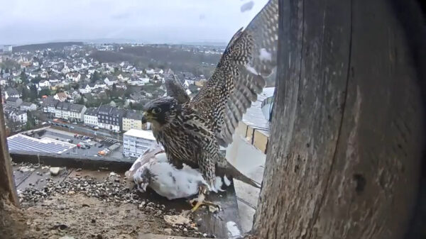 Roofvogel heeft vandaag een vliegende rat op het menu staan