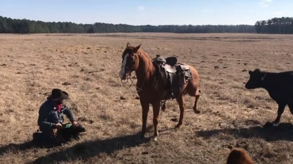 Paard beschermt boer tegen koeien terwijl hij kalveren labelt