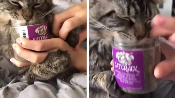 Als katten aan de crack gaan