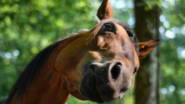Wel eens een paard parkour zien doen?