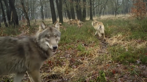 Complete wolvenfamilie op de Veluwe haarscherp op camera vastgelegd