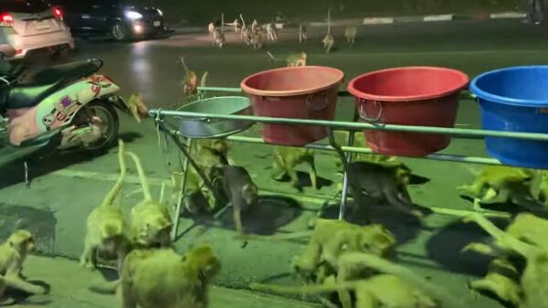 Miljoenmiljard apen zijn overduidelijk voorstanders van het vuurwerkverbod