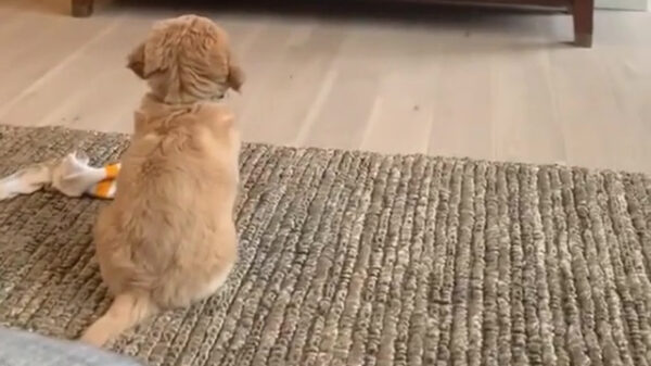 Welkom bij het WK synchroonkwispelen