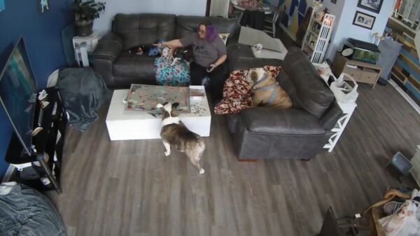 Brutus is overduidelijk geen fan van puzzels