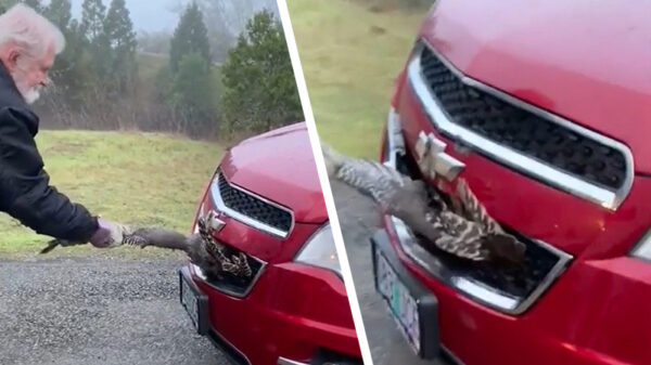 Wait for it: even een aangereden kalkoen uit mijn bumper trekken