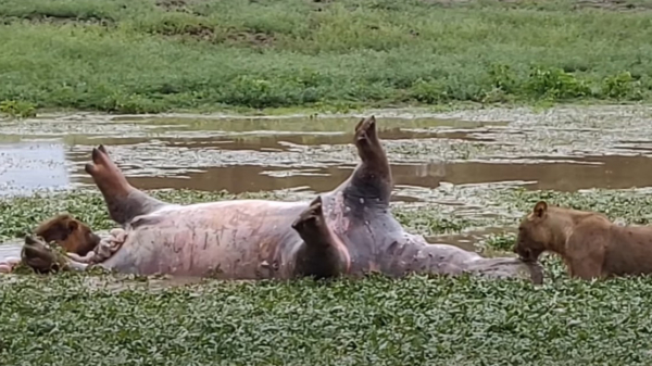 Prrt. Dood nijlpaard trakteert leeuw op een 'verse' lading darmgas