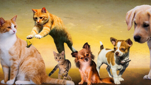 Het is Blue Monday, tijd voor een übercute koesjiekoesjie-gifdump