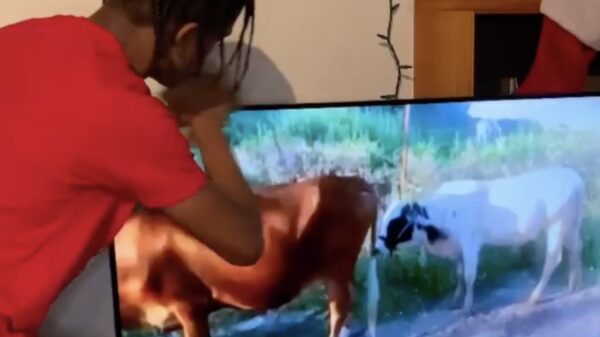 Middagje schoonmaken resulteert in een pijnlijke anticlimax voor deze stier