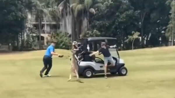 Ondertussen in Australië: golfer wordt aangevallen door hondsdolle kangoeroe