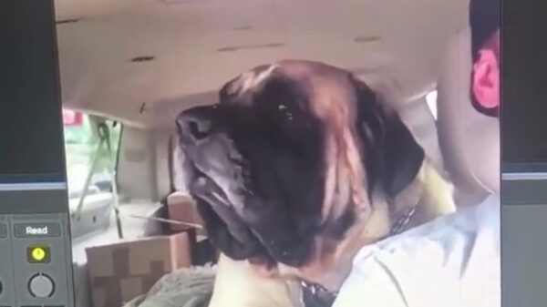 Loebas kan zo in een death metalband