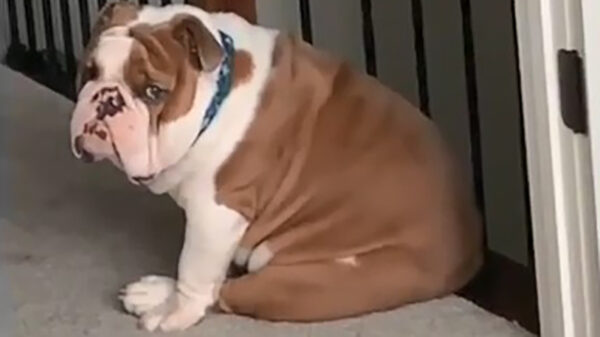 Hey Brutus, zit je lekker?