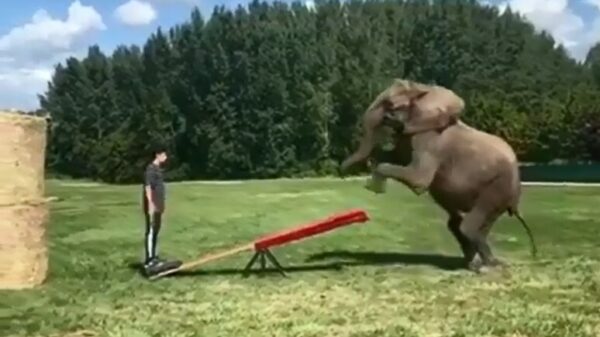 Basketballen met een olifant is een stuk makkelijker