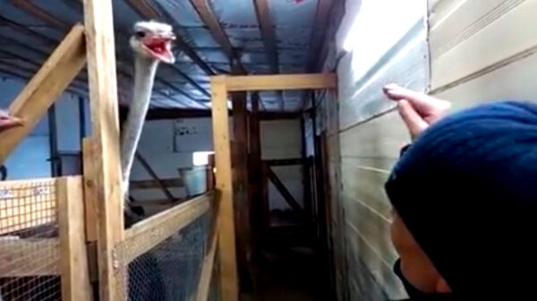 Inventieve Rus heeft dé oplossing tegen agressieve struisvogels