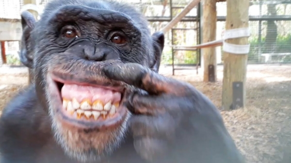 Chimpansees reageren op hun eigen reflectie in een spiegel