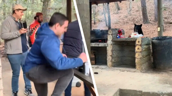 Hongerige beer nodigt zichzelf uit voor de buurtbarbecue