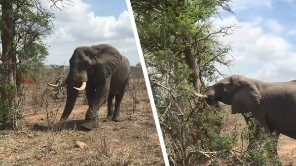 Pissige olifant duwt een boom omver in slechts 38 seconden