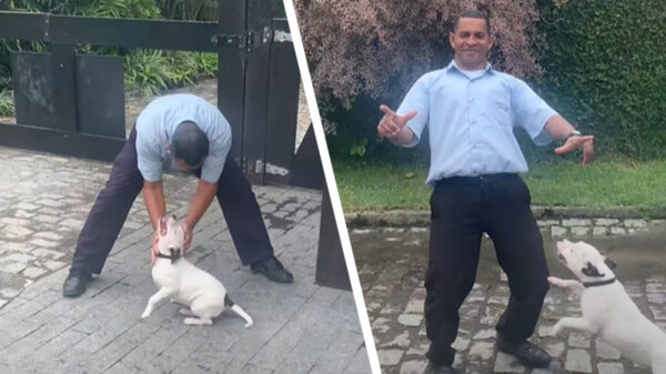 HAP! Speelse hond verrast amigo door plotseling belletje te trekken