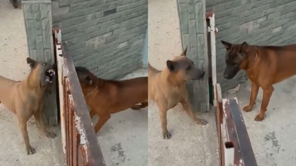 Hoe discussiëren op het internet eruitziet