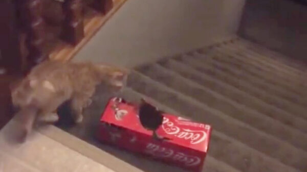 Kittycat heeft nog maar 8 levens over