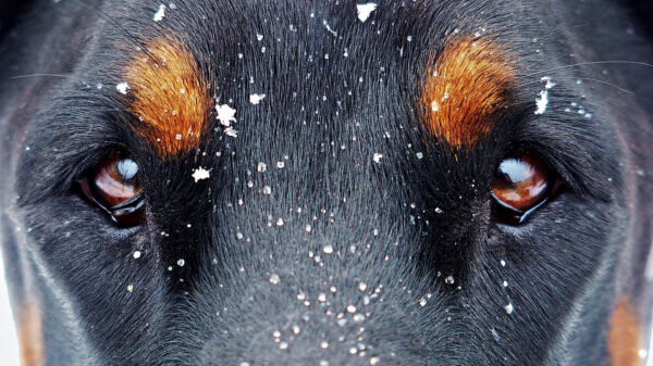 Gast denkt een trouwe viervoeter als vriend gevonden te hebben